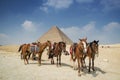 Tourist horse rides around Giza