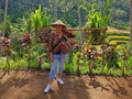 Tourist on the Jatiluwih Rice fields Royalty Free Stock Photo