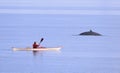 Tourist in Kayak observing whale in Tadoussac area, Saint Lawrence estuary, CÃÂ´te-Nord