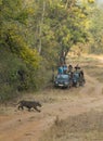 Tourist keeping a distance and waching tiger cub at Tadoba Andhari Tiger Reserve,Chandrapur,Maharashtra,India.on 4th jan 2017