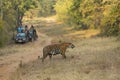 Tourist keeping a distance and waching Tigres at Tadoba Andhari Tiger Reserve,Chandrapur,Maharashtra,India.on 4th jan 2017