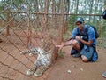 Tourist with a leopard behind the metal fence in an animal orphanage in Nairobi, Kenya