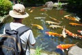 tourist looking at koi fish in a japanese garden pond Royalty Free Stock Photo