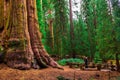 Tourist looks up at a giant sequoia tree Royalty Free Stock Photo