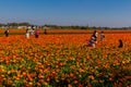 Tourist making photos in the Tulip fields in the Bollenstreek