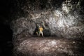 Tourist man explore the lava cave with flashlight in Maui, Hawaii. Royalty Free Stock Photo