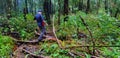 Tourist or man Hikers walking cross fallen tree with many bamboo background in tropical deep forest or jungle. Royalty Free Stock Photo