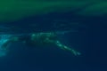 Tourist man in swimming sports glasses swimming underwater in the Aegean Sea on the coast of Sithonia Peninsula Royalty Free Stock Photo