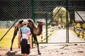 Tourist man walk in zoo with camel. animals in captivity Royalty Free Stock Photo