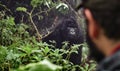 Tourist observing mounta gorilla