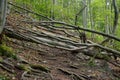 Tourist path blocked by fallen beech trees, Temes rock, Slovakia Royalty Free Stock Photo