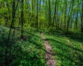 Tourist path in deciduous forest on a sunny day