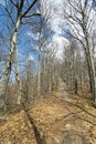 Tourist path and deciduous tree alley, Klak hill, Slovakia Royalty Free Stock Photo