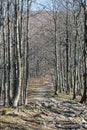 Tourist path and deciduous tree alley, Klak hill, Slovakia Royalty Free Stock Photo