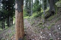 Tourist path near the dead spruce tree Royalty Free Stock Photo