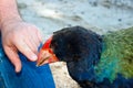 Tourist peting takahe (Porphyrio hochstetteri) Royalty Free Stock Photo