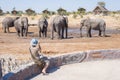 Tourist photographing Elephants with smartphone, very close to the herd. Adventure and wildlife safari in Africa. People traveling