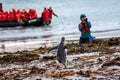 Tourist photographing a Gentoo Penguin walking on the beach on West Falkland island, inflatable boat with more tourists in backgro Royalty Free Stock Photo