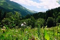 Tourist photographs Alpine meadows in the Caucasus in summer