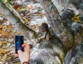 Tourist photographs a monkey on a smartphone