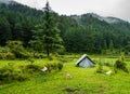 A tourist place in the meadows with a camp amid deodar tree forest and mountains in the background. Uttarakhand India