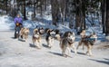 Tourist playing dog sledding in Listvyanka a small town in Irkutsk Oblast on the shores of Lake Baikal. Royalty Free Stock Photo