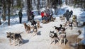 Tourist playing dog sledding in Listvyanka a small town in Irkutsk Oblast on the shores of Lake Baikal. Royalty Free Stock Photo