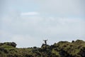 Tourist posing on the Londrangar basalt cliff, Iceland