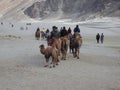 Hunter valley Double Humped Camel ride ladakh