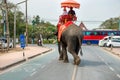 Tourist riders on elephant on city road