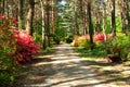 Tourist road in spring forest