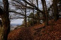 Tourist route, autumn forest near Drabske svetnicky protected landscape area, fallen leaves, naked trees and blue sky, winter