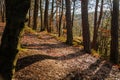 Tourist route, autumn forest near Msenske Poklicky, hiking in Kokorin Protected landscape Area in sunny day, Drouzkovska cesta,