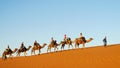 Tourist safari on camels in desert