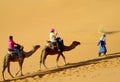 Tourist safari on camels in desert
