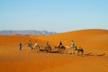 Tourist safari on camels in desert