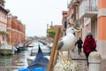 Tourist and Seagull during rainy weather at the Rio de la Fornace, Dorsoduro District, Venice Royalty Free Stock Photo