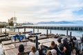 Tourist see many Sea lions sunbathe on pier 39 in San Francisco USA Royalty Free Stock Photo