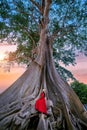 Tourist sitting on Bayan Ancient Tree in Bali, Indonesia Royalty Free Stock Photo