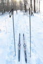Tourist skis and ski poles