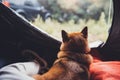 Tourist sleeping resting dog in campsite forest, close up tourist red shiba inu leisure in camp tent , outline hiker sad puppy Royalty Free Stock Photo