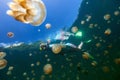 Tourist snorkeling in Jellyfish Lake