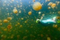 Tourist snorkeling in Jellyfish Lake Royalty Free Stock Photo