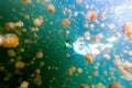 Tourist snorkeling in Jellyfish Lake