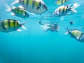 Tourist snorkeling with sergeant fish in the blue thai sea near Ko Ngai, Ko Lanta, Thailand Royalty Free Stock Photo