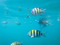 Tourist snorkeling with sergeant fish in the blue thai sea near Ko Ngai, Ko Lanta, Thailand Royalty Free Stock Photo