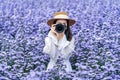 Tourist take a photo with digital camera in margaret flowers fields