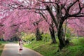 Tourist take a photo at pink cherry blossom in spring.