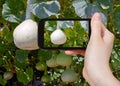 Tourist taking photo of bottle gourds on vine Royalty Free Stock Photo