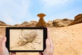 Tourist taking photo of saxaul in Wadi Rum desert